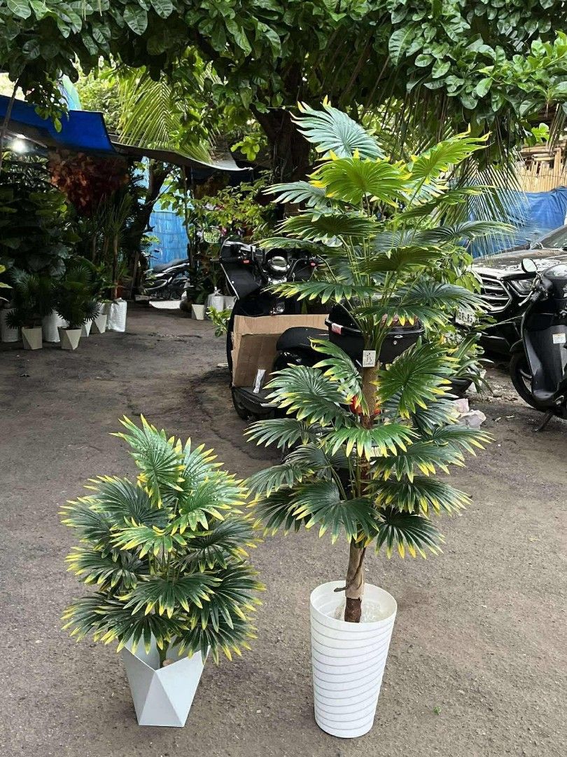 Artificial plant (Category: Plants & Seeds) located in Manila. Submitted by dolorchris69891 (Listing ID 1399879510, Image 1). Description: Artificial plant 2ft -950 👉 5ft -1850.