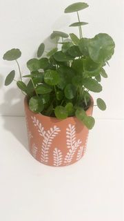 (Category: ) located in . Submitted by tropicalleaf (Listing ID 1399971676, Image 1). Description: .