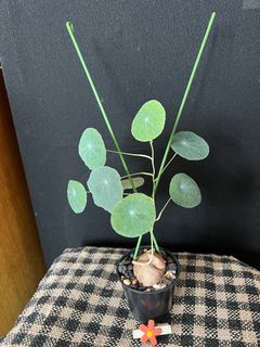 （分類：）位於 。 由 nblythe 提交（商品編號 1399906232，圖片 1）。簡介： 。
