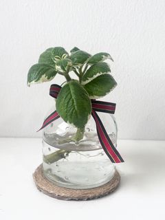 (Category: ) located in . Submitted by tropicalleaf (Listing ID 1399873598, Image 1). Description: .