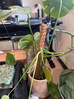 (Category: ) located in . Submitted by lee_fernando (Listing ID 1400058493, Image 1). Description: .