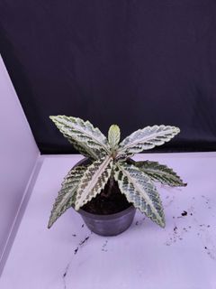 (Category: ) located in . Submitted by jit0025 (Listing ID 1400169584, Image 1). Description: .