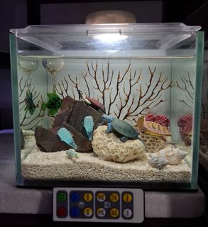 (Category: ) located in . Submitted by opaeopae (Listing ID 1400153767, Image 1). Description: .
