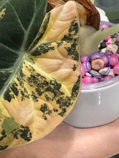 (Category: ) located in . Submitted by dyiow74 (Listing ID 1400338561, Image 1). Description: .