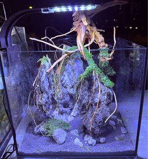(Category: ) located in . Submitted by pisces_man_aquarium_services (Listing ID 1400242230, Image 1). Description: .
