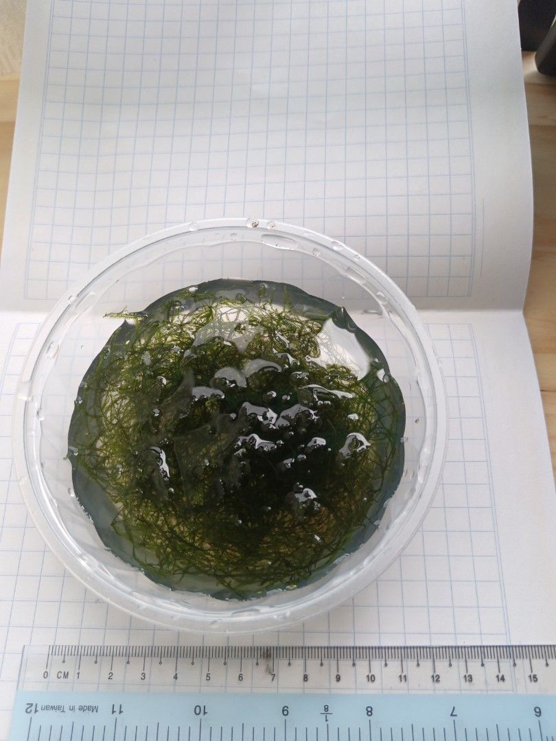 Java moss (Category: Homes & Other Pet Accessories) located in Singapore. Submitted by woulwoul (Listing ID 1400243974, Image 1). Description: Stock low, no sale Will update once growth is acceptable. Self grown in my tank. For shrimps and guppies breeding. Aquarium selling for $4 in small box. I am Selling $2 in a bigger box. Check out my other photos for better aquarium view. Cnfm no snails. Last photo shows the size difference of my box and th