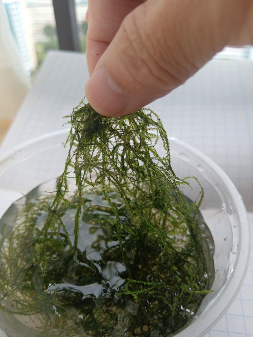 Java moss (Category: Homes & Other Pet Accessories) located in Singapore. Submitted by woulwoul (Listing ID 1400243974, Image 2). Description: Stock low, no sale Will update once growth is acceptable. Self grown in my tank. For shrimps and guppies breeding. Aquarium selling for $4 in small box. I am Selling $2 in a bigger box. Check out my other photos for better aquarium view. Cnfm no snails. Last photo shows the size difference of my box and th