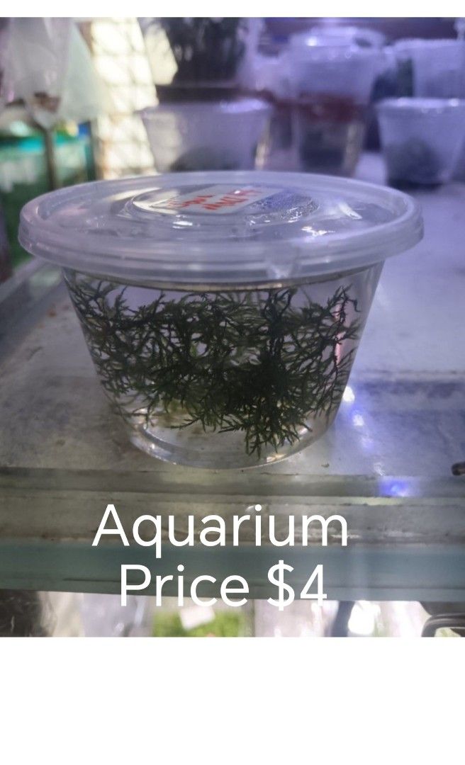 Java moss (Category: Homes & Other Pet Accessories) located in Singapore. Submitted by woulwoul (Listing ID 1400243974, Image 3). Description: Stock low, no sale Will update once growth is acceptable. Self grown in my tank. For shrimps and guppies breeding. Aquarium selling for $4 in small box. I am Selling $2 in a bigger box. Check out my other photos for better aquarium view. Cnfm no snails. Last photo shows the size difference of my box and th