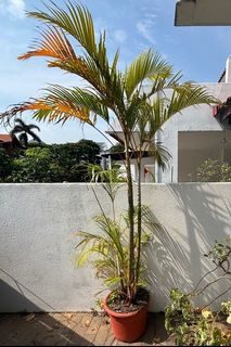 (Category: ) located in . Submitted by geylang_east380132 (Listing ID 1398615297, Image 1). Description: .