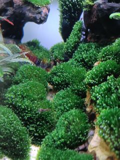 (Category: ) located in . Submitted by mtlim (Listing ID 1400272707, Image 1). Description: .