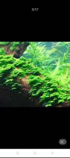 (Category: ) located in . Submitted by mtlim (Listing ID 1400267005, Image 1). Description: .