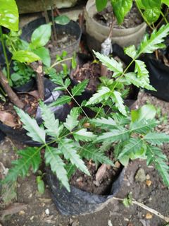 tree seedlings - View all tree seedlings ads in Carousell Philippines