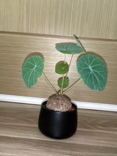 （分類：）位於 。 由 hanilam 提交（商品編號 1400333452，圖片 1）。簡介： 。