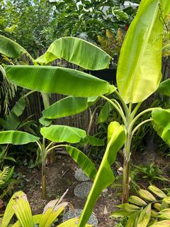 (Category: ) located in . Submitted by cyang.tree (Listing ID 1400242213, Image 1). Description: .