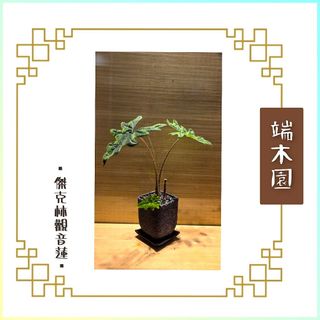 （分類：）位於 。 由 sincerethoughts 提交（商品編號 1400578262，圖片 1）。簡介： 。