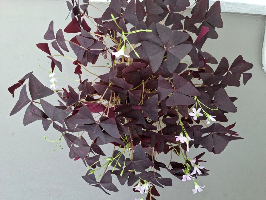 Oxalis Triangularis (Category: Plants & Seeds) located in Singapore. Submitted by allenlwc (Listing ID 1400414949, Image 2). Description: Selling as it is. Thanks for viewing..