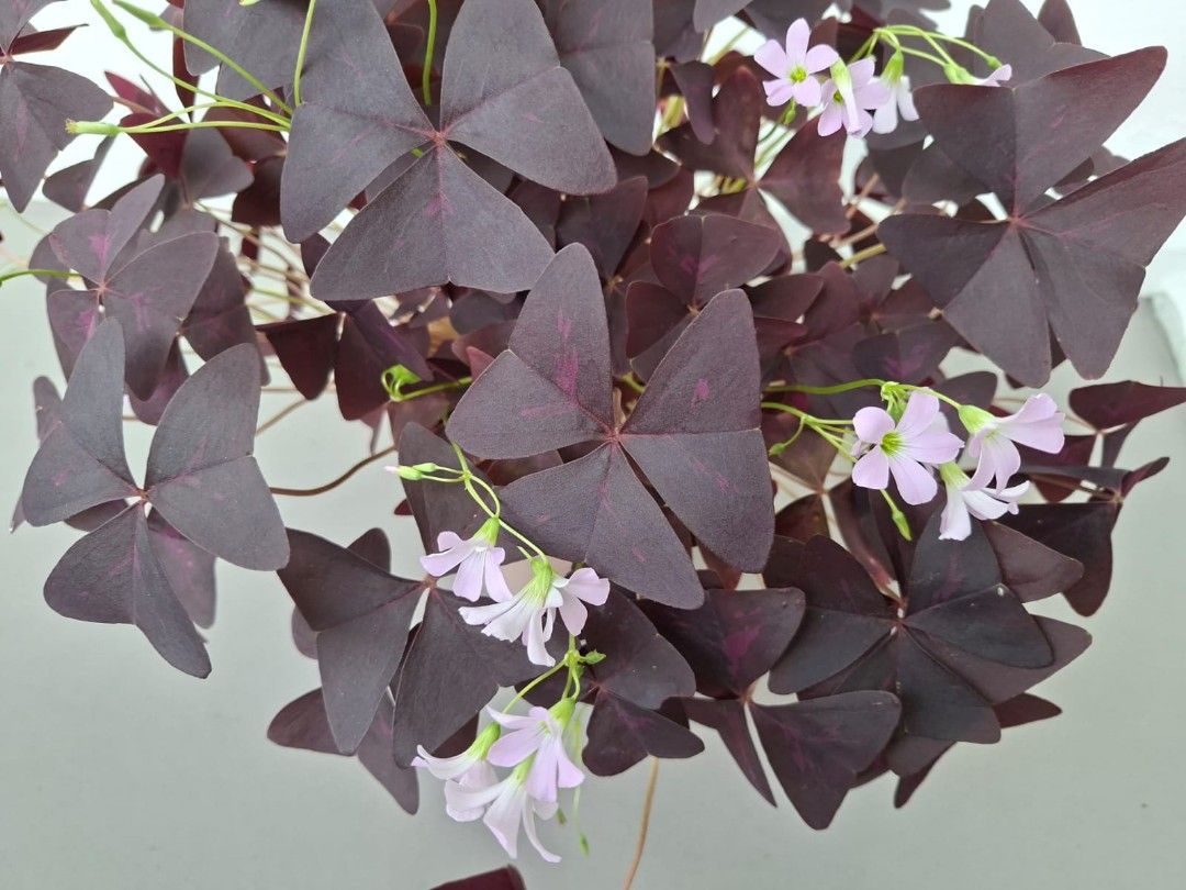 Oxalis Triangularis (Category: Plants & Seeds) located in Singapore. Submitted by allenlwc (Listing ID 1400414949, Image 1). Description: Selling as it is. Thanks for viewing..