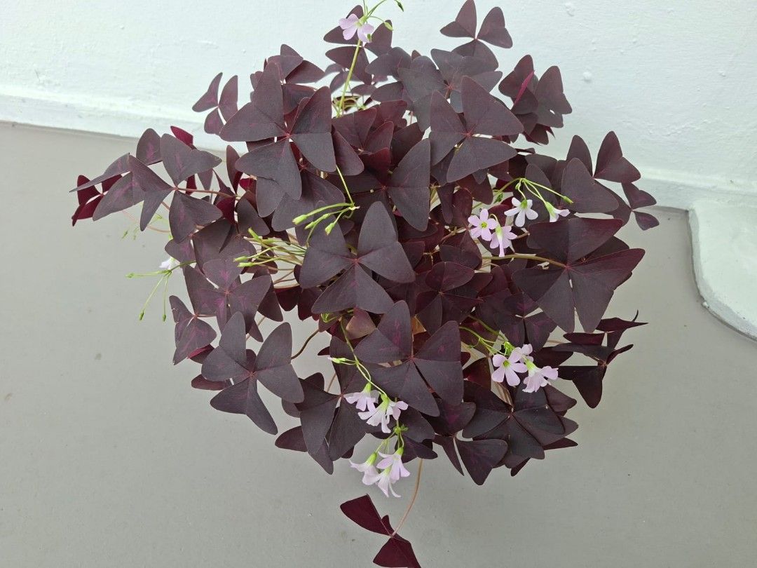 Oxalis Triangularis (Category: Plants & Seeds) located in Singapore. Submitted by allenlwc (Listing ID 1400414949, Image 3). Description: Selling as it is. Thanks for viewing..