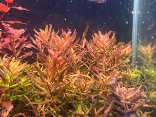 (Category: ) located in . Submitted by plantedtanker (Listing ID 1400501309, Image 1). Description: .