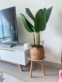 (Category: ) located in . Submitted by fazlinazhrn (Listing ID 1400600114, Image 1). Description: .