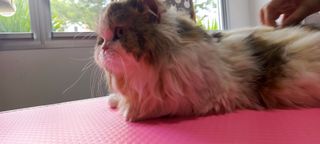 (Category: ) located in . Submitted by qittacat (Listing ID 1400731119, Image 1). Description: .