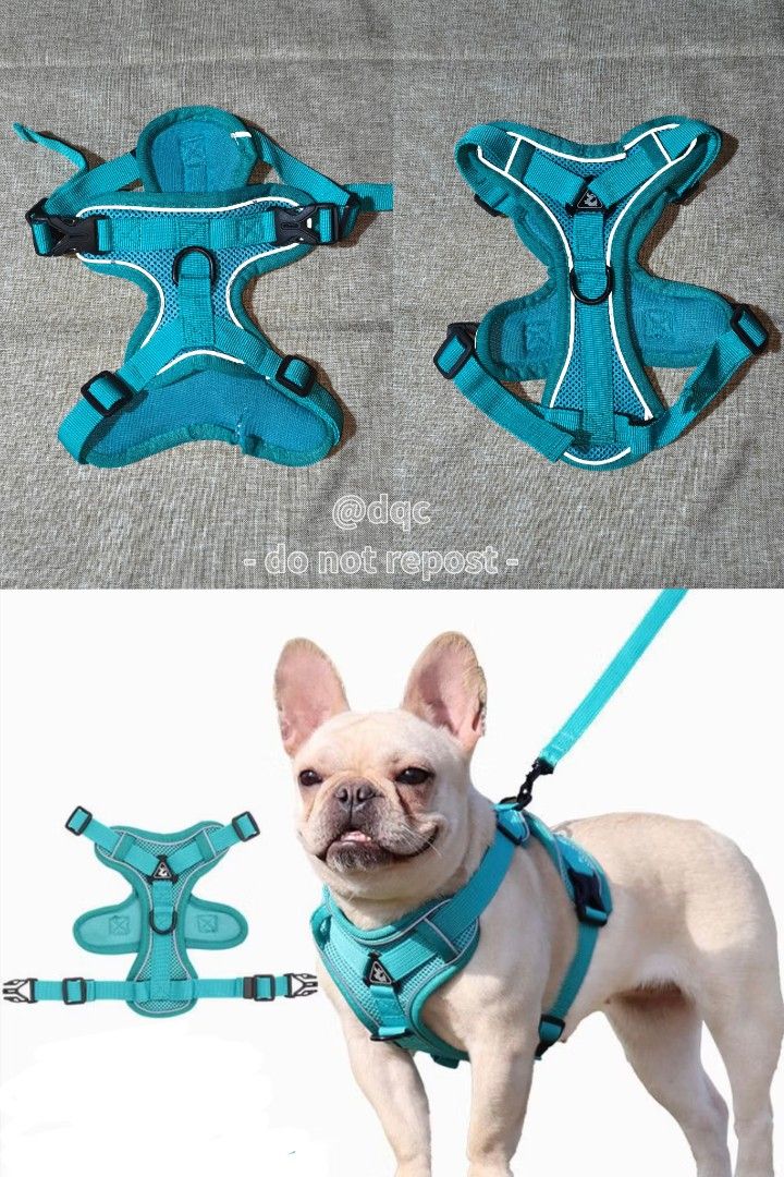 Dog Harness with Reflective Straps (Category: Homes & Other Pet Accessories) located in Quezon City. Submitted by Declutteru_QC (Listing ID 1400944821, Image 1). Description: - size: XL (chest =42-52cmneck 36-50cm - Teal dog harness - Reflective straps for safety - Adjustable fit - Breathable material - Secure buckle closure - Leash attachment point.