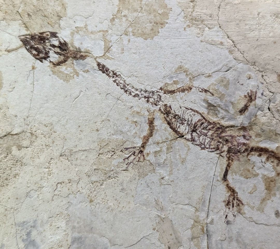 Hyphalosaurus pair fossil from the age of dinosaurs, Hobbies & Toys ...