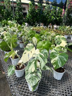 (Category: ) located in . Submitted by addicted2plants (Listing ID 1400861907, Image 1). Description: .