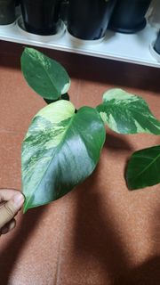 (Category: ) located in . Submitted by shiying22 (Listing ID 1400935140, Image 1). Description: .