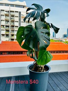 (Category: ) located in . Submitted by natadiem (Listing ID 1400929843, Image 1). Description: .