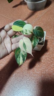 (Category: ) located in . Submitted by shiying22 (Listing ID 1400932899, Image 1). Description: .
