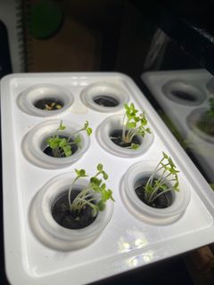 （分類：）位於 。 由 cheap2handsgoods 提交（商品編號 1401091482，圖片 1）。簡介： 。
