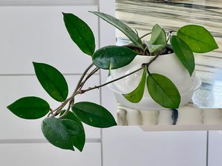 （分類：）位於 。 由 ltplants 提交（商品編號 1401020813，圖片 1）。簡介： 。