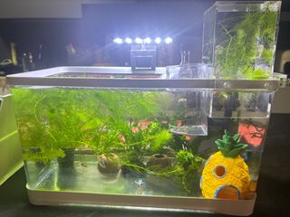 (Category: ) located in . Submitted by 15958527 (Listing ID 1396245329, Image 1). Description: .