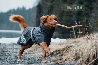 由 cuicuib (刊登 ID 1396161478，圖片 1) 提交，位於 的 (類別：)，說明：。