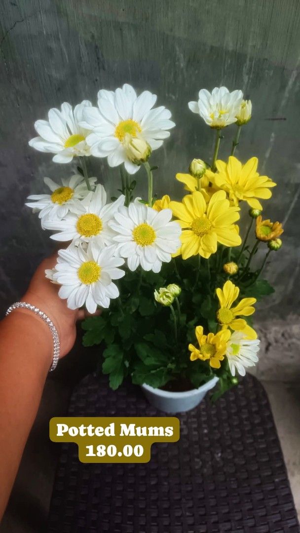 Potted Mums - White and Yellow Flowers (Category: Plants & Seeds) located in Paranaque City. Submitted by mherz_ariel (Listing ID 1401267857, Image 1). Description: Beautiful potted mums with a mix of white and yellow flowers. Perfect for adding a touch of color to your home or as a gift. Price is 180.00..