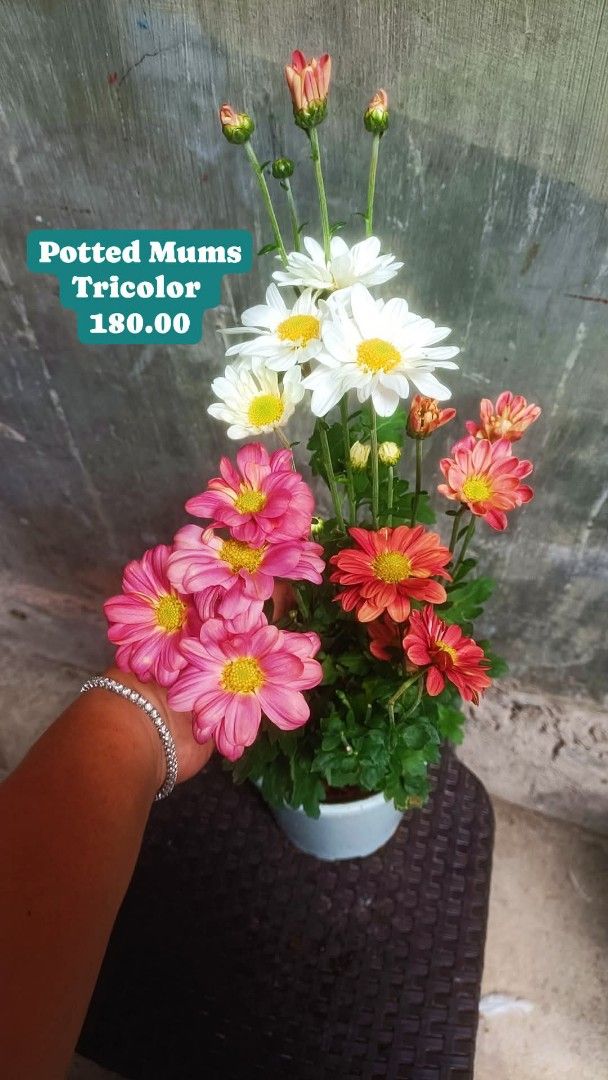 Tricolor Potted Mums (Category: Plants & Seeds) located in Paranaque City. Submitted by mherz_ariel (Listing ID 1401267937, Image 1). Description: Beautiful tricolor potted mums. Features a mix of pink, orange, and white flowers. The plant is in a white pot. Perfect for adding a touch of color to your home or as a gift. Price is 180.00..