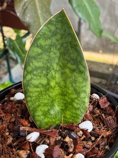 (Category: ) located in . Submitted by plantkid (Listing ID 1401219297, Image 1). Description: .