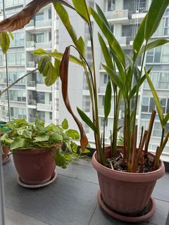 (Category: ) located in . Submitted by chih_lee (Listing ID 1401366479, Image 1). Description: .