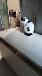 (Category: ) located in . Submitted by tigermommie (Listing ID 1396624128, Image 1). Description: .