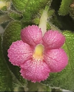 (Category: ) located in . Submitted by all4garden (Listing ID 1396733133, Image 1). Description: .