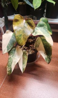 (Category: ) located in . Submitted by shiying22 (Listing ID 1396754355, Image 1). Description: .