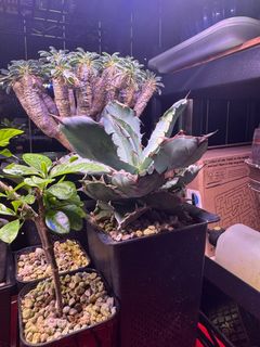 (Category: ) located in . Submitted by exotic_house (Listing ID 1396982294, Image 1). Description: .