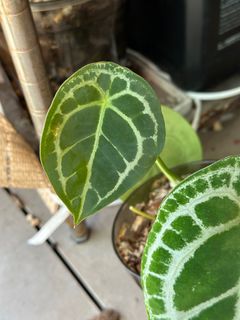 （分類：）位於 。 由 planatics 提交（商品編號 1396922341，圖片 1）。簡介： 。