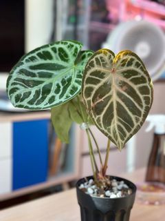 （分類：）位於 。 由 planatics 提交（商品編號 1396922902，圖片 1）。簡介： 。