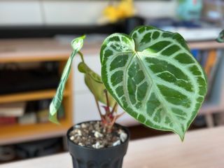 （分類：）位於 。 由 planatics 提交（商品編號 1396923311，圖片 1）。簡介： 。