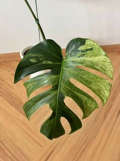 (Category: ) located in . Submitted by leaf.by.vis (Listing ID 1396847219, Image 1). Description: .