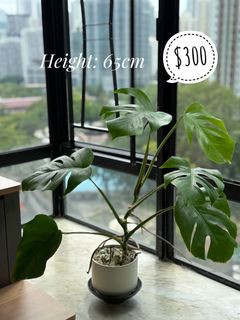 （分類：）位於 。 由 silverflower_ae9909 提交（商品編號 1397077220，圖片 1）。簡介： 。