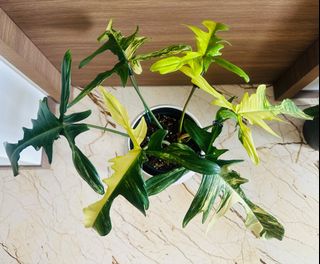 (Category: ) located in . Submitted by 13erwin (Listing ID 1397085323, Image 1). Description: .