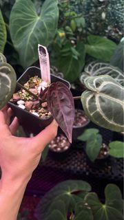 (Category: ) located in . Submitted by arfplants (Listing ID 1397293537, Image 1). Description: .